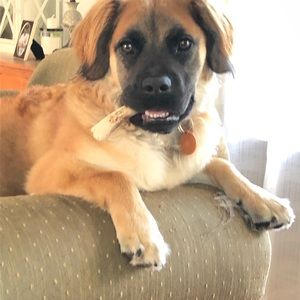 Meet your Posher, George